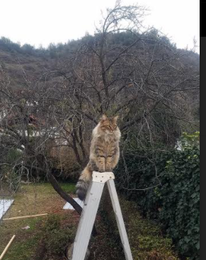 爱游戏在线娱乐官网-_瑞士草地赛：盛夏中的田园盛宴，精彩纷呈_，瑞士 草原