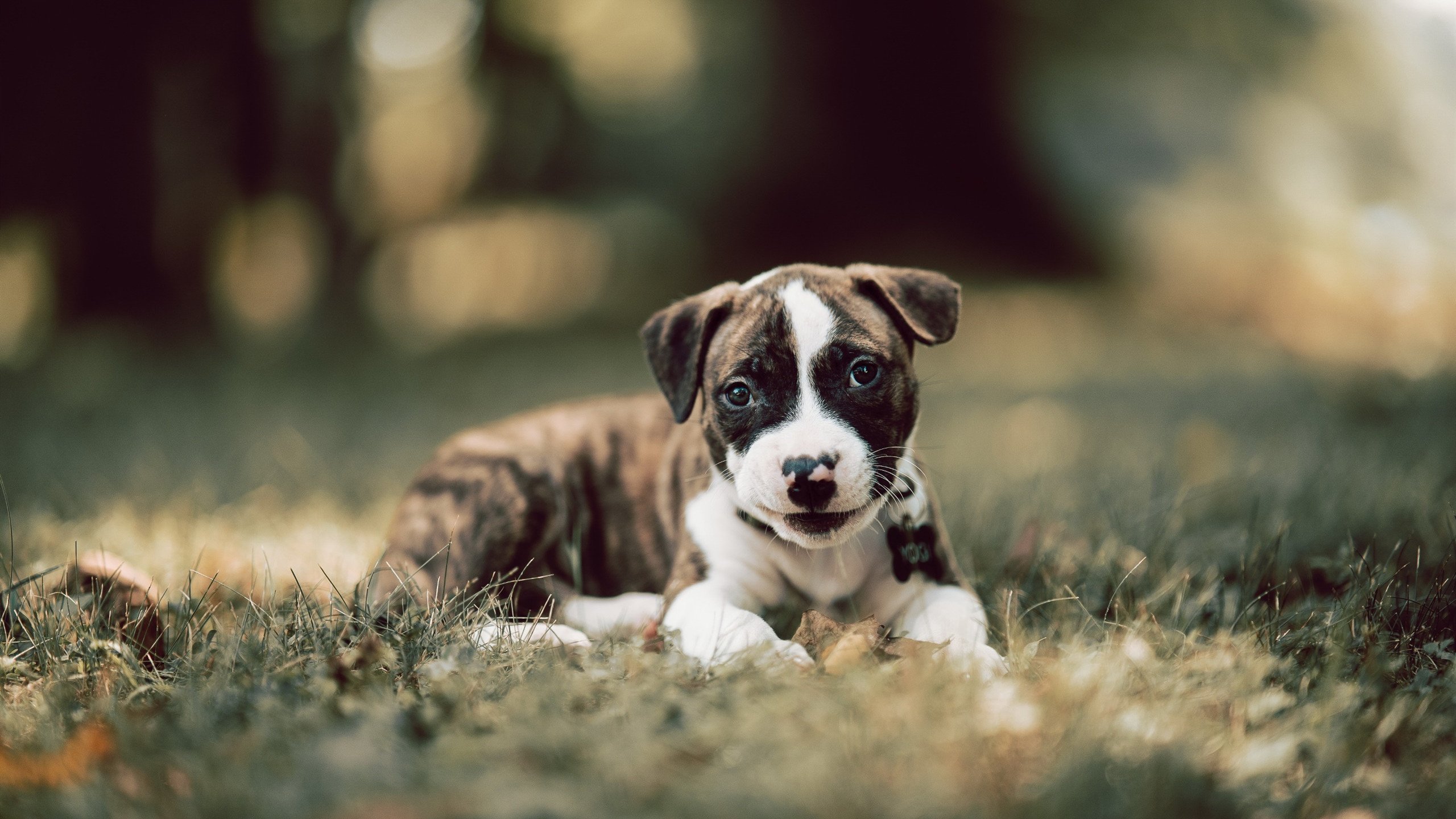 爱游戏官方网站-意甲豪门调整阵容，迎接关键战役，意甲被降级的豪门俱乐部