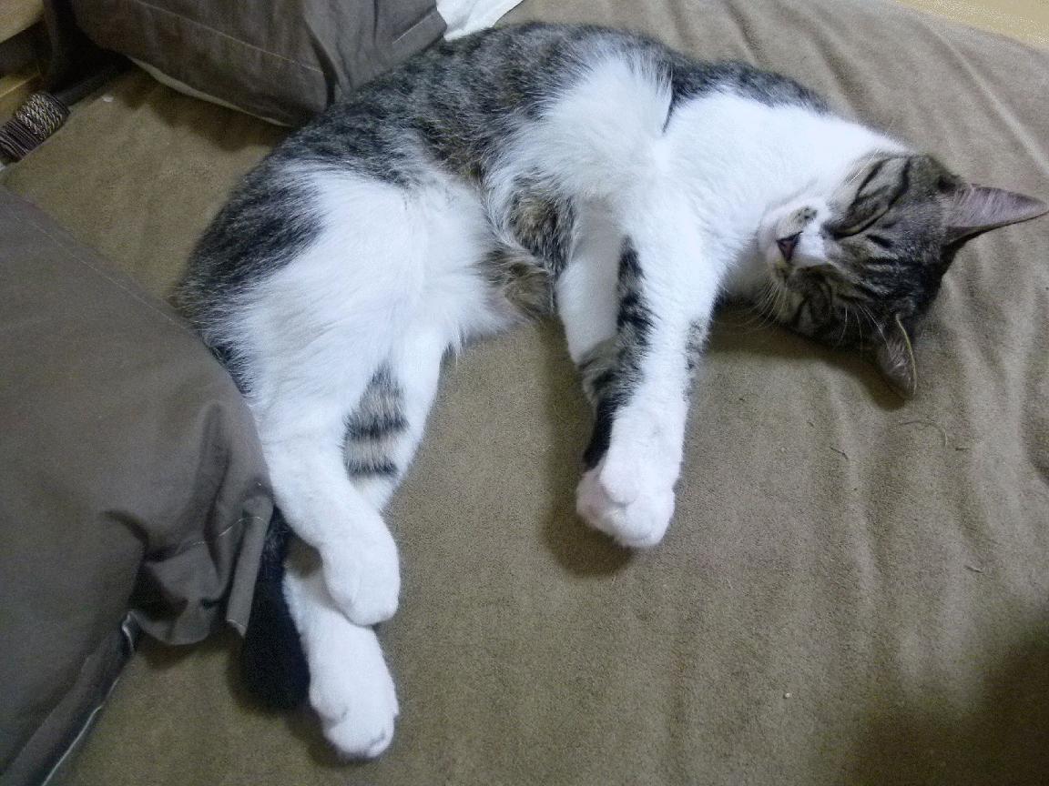 意甲赛后评论,球员详述战术调整对比赛节奏的影响及心理感受,意甲进球效率