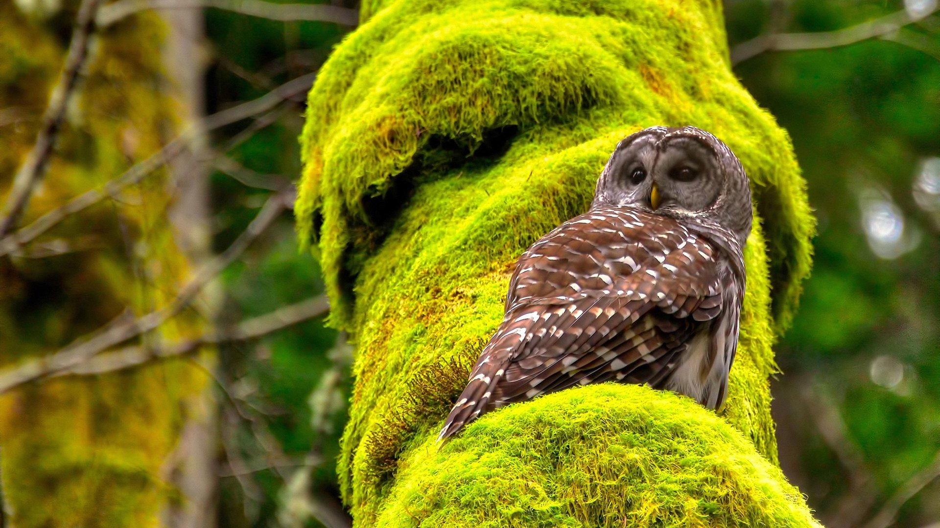 未来比赛:区块链、AI和云技术的融合带来新体验?,区块链与云计算融合