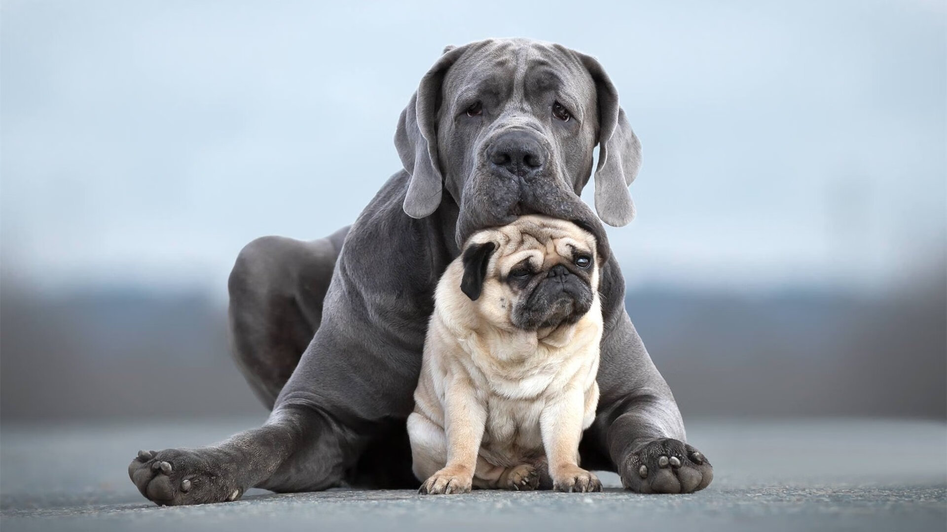 激烈田径接力赛次序调整影响夺冠,最新田径接力赛规则