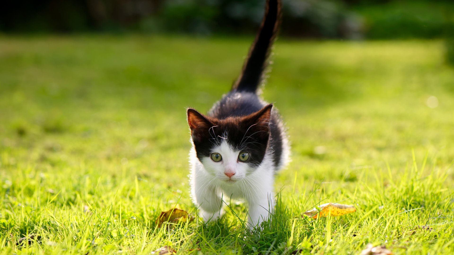 球场赛事热血燃烧,国脚勇夺头筹,足球赛国足