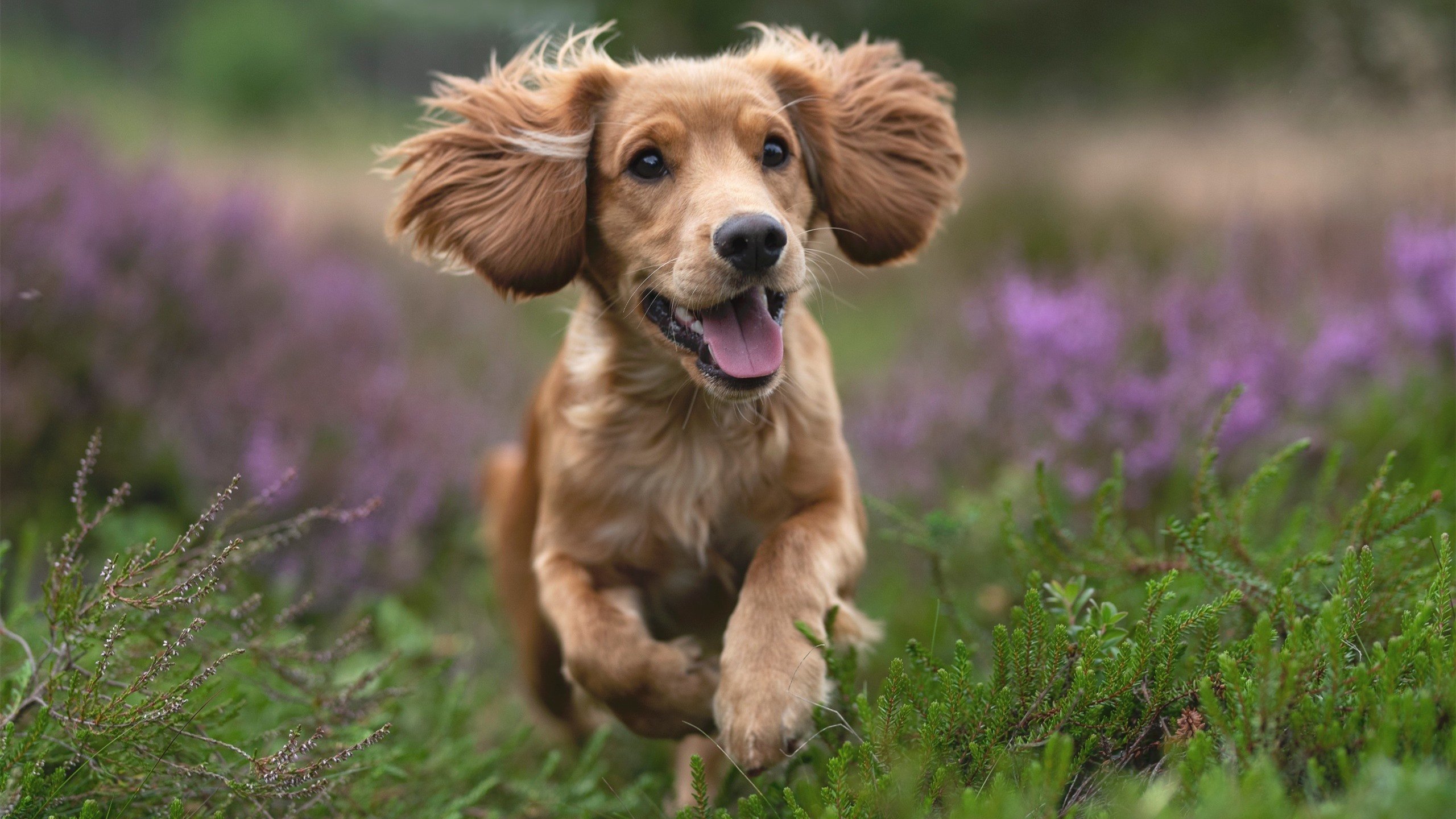 AYX体育官网-缅因凯尔特人核心球员伤愈回归，凯米尔缅因