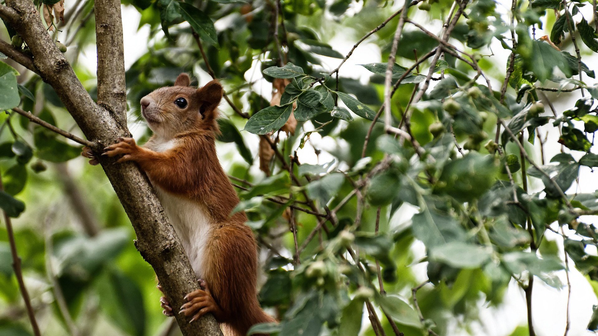 爱游戏体育APP下载-缅因凯尔特人核心球员伤愈回归，缅因凯米尔色好不好