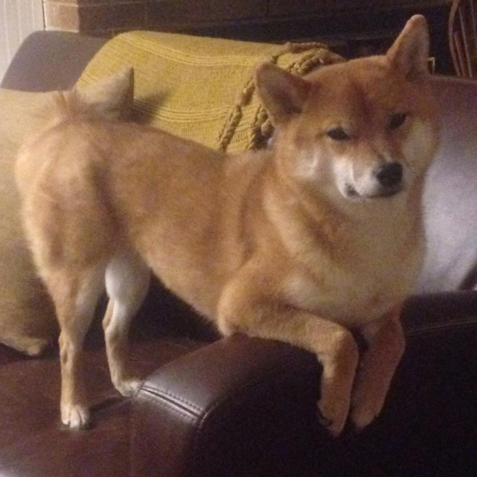 雄马刺队客场夺冠,成功逆转胜出,马刺vs雄鹿赛事推荐