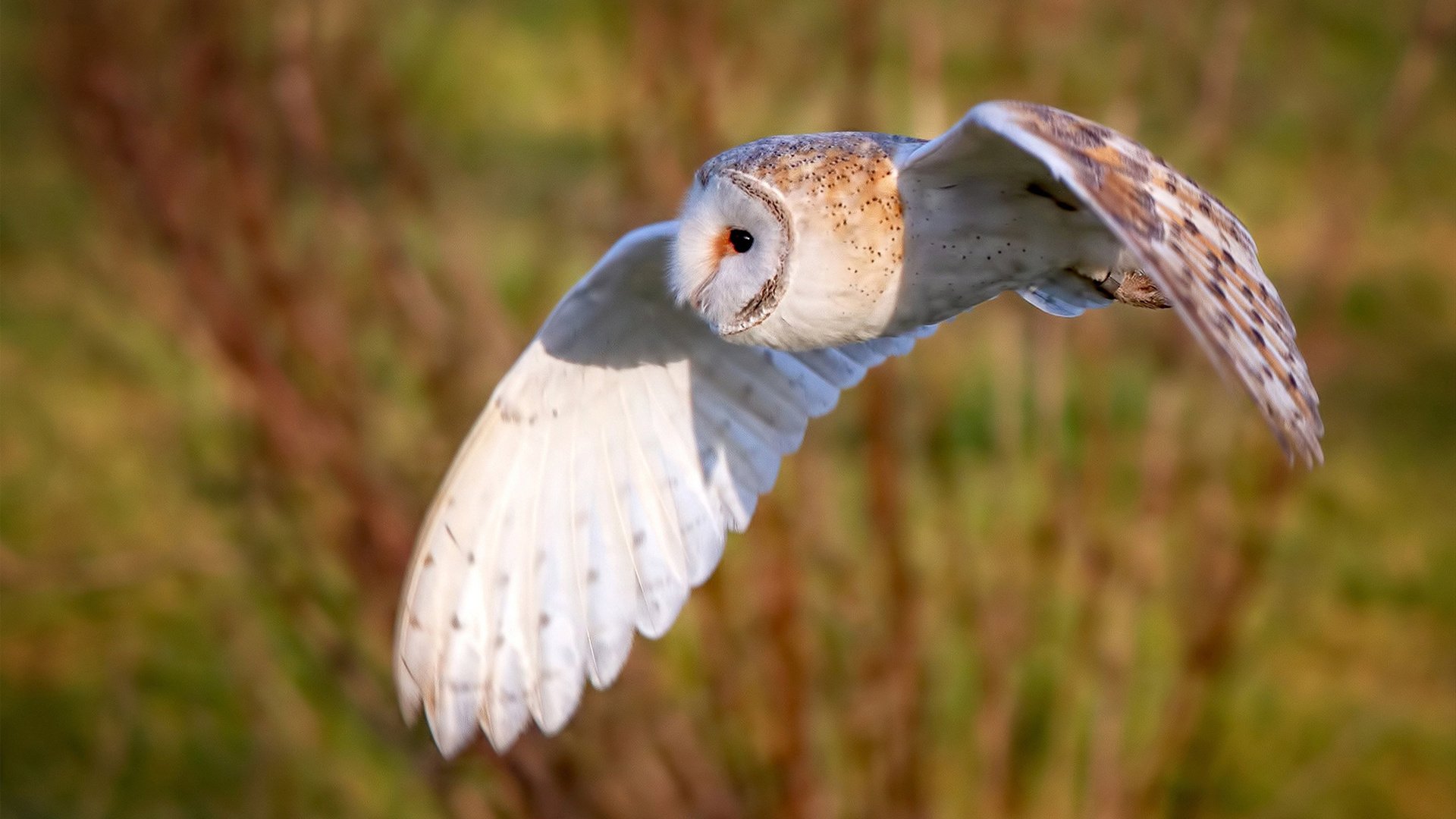 爱游戏平台-雄鹿大胜战胜猛龙，继续排名东部第一，雄鹿获抢七大战首胜
