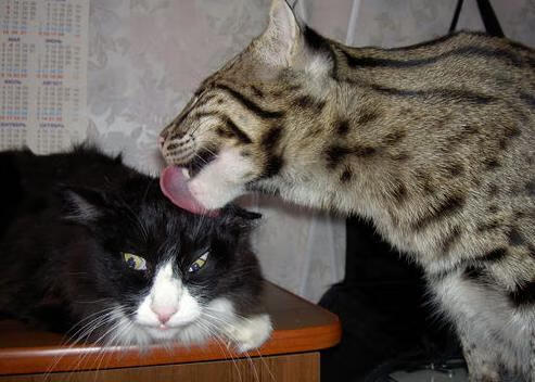 中国男篮快速轮转提升整体防守质量,中国 男篮