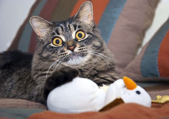 爱游戏-埃及赛制的优势：如何提高赛事的组织效率，埃及的比赛