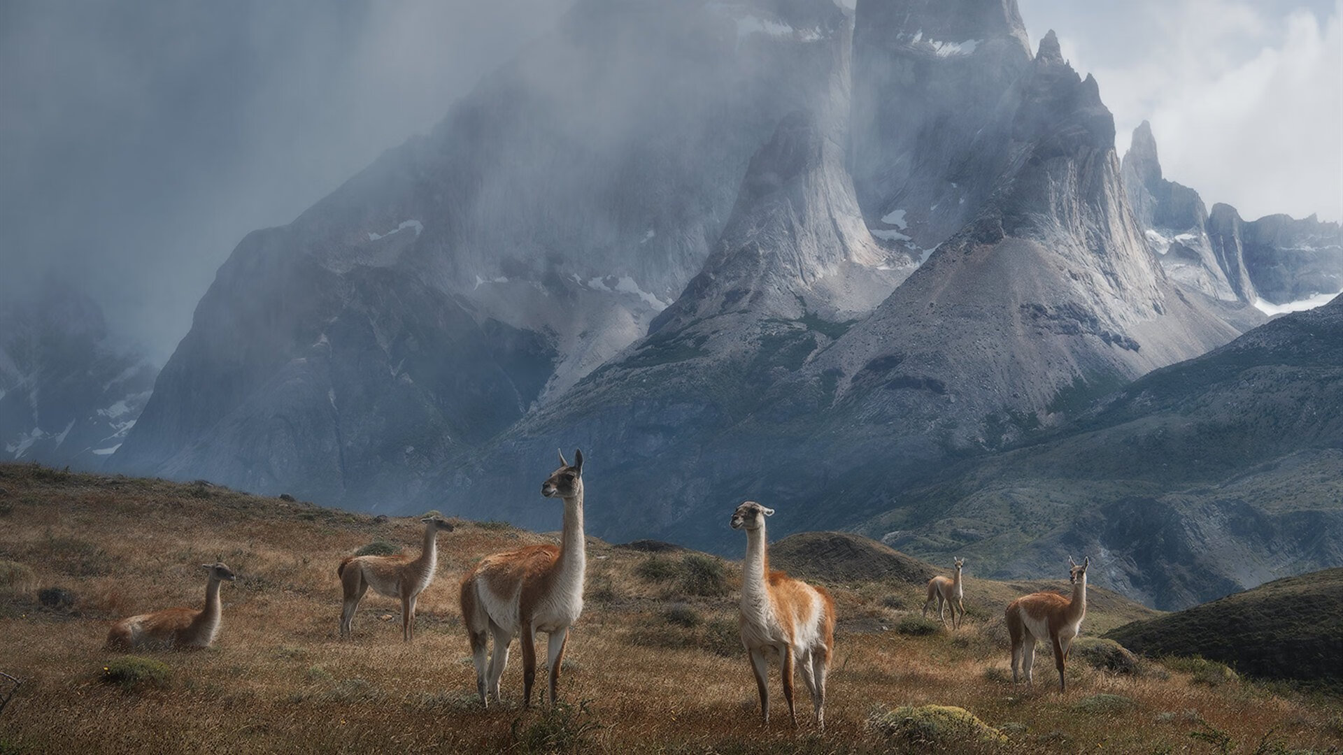 职业球员场上执行力为何频繁失控,nba球员执行球员选项是什么意思
