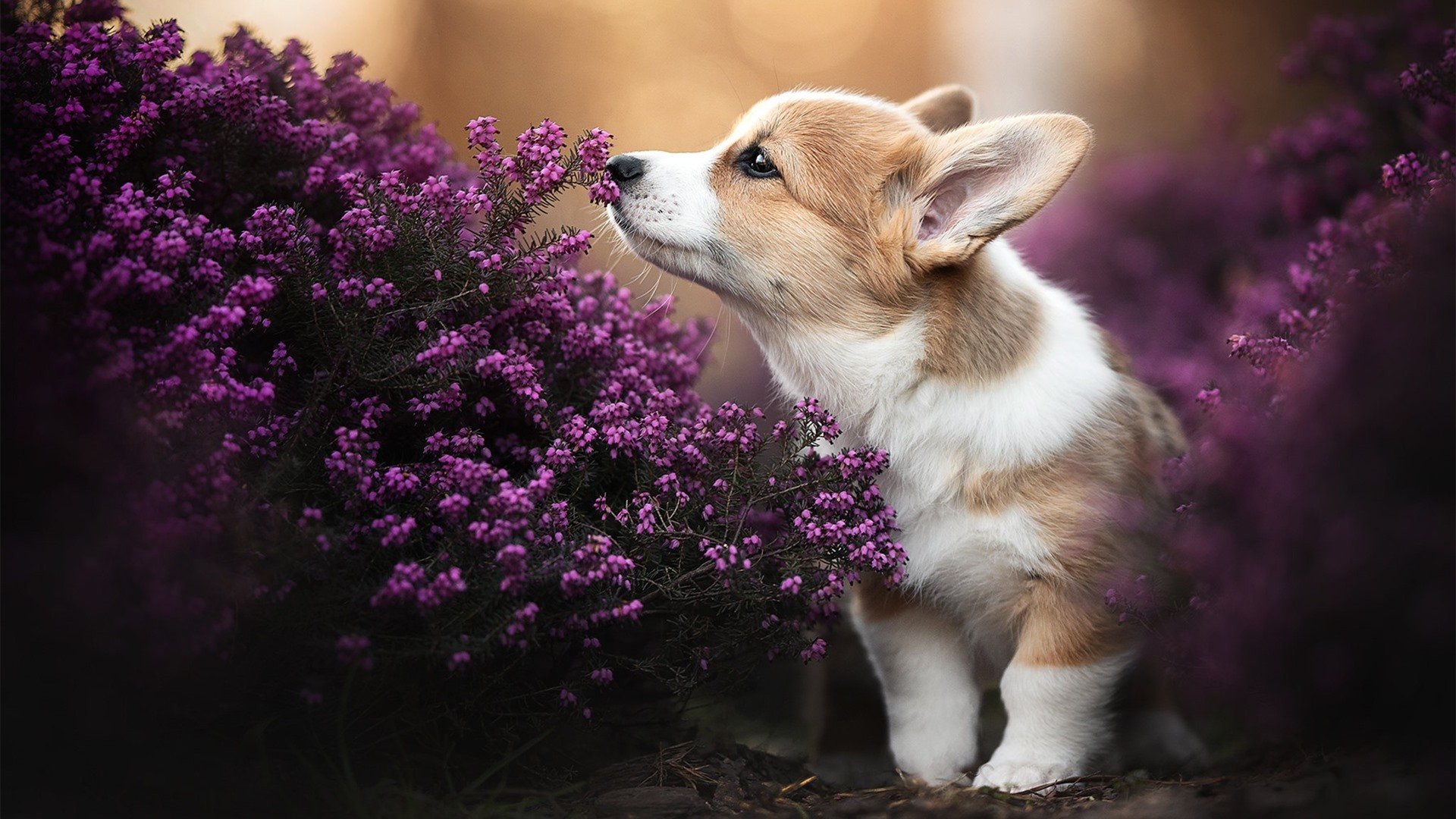 爱游戏-尼尔·巴特尔的防守让袋鼠队防线更加坚不可摧，巴特尔模仿奥尼尔