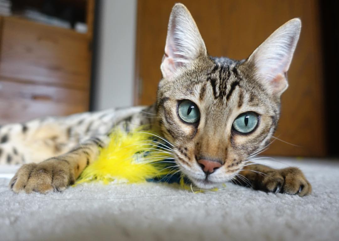 AYX体育-男篮国家队强调落位防守切断对手进攻节奏，男篮国家队选拔