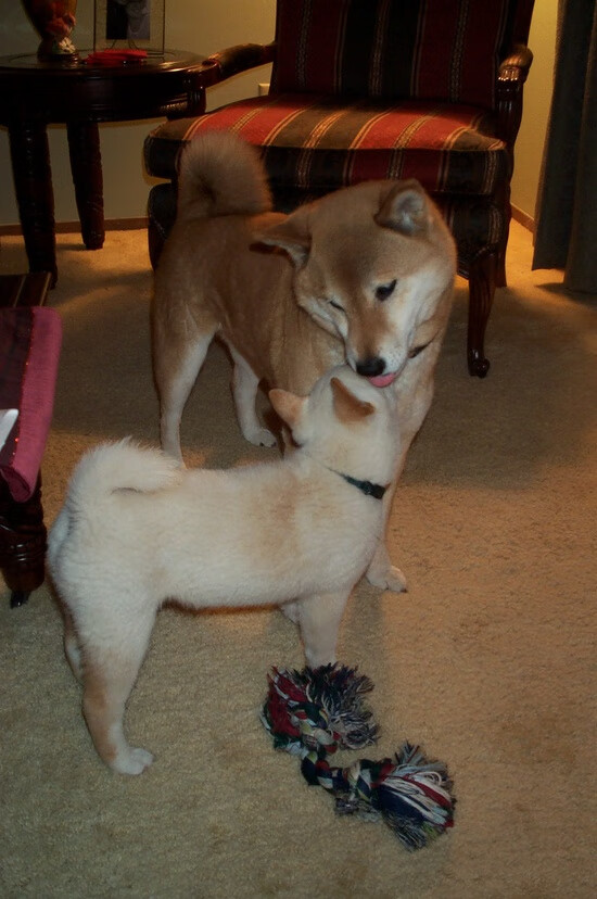 爱游戏体育APP下载-跳水赛场再现陈艺文高光时刻，陈艺文 跳水