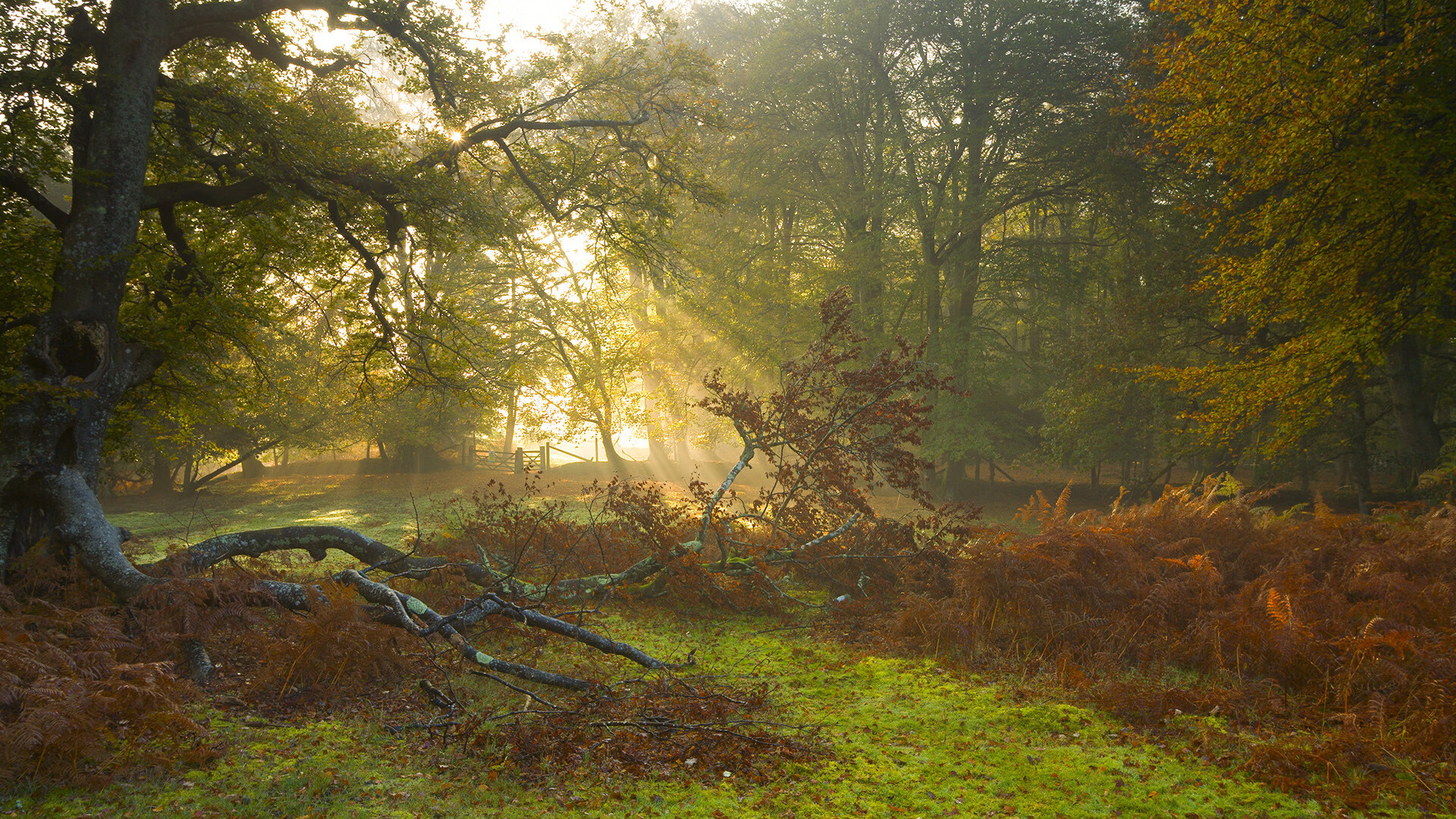 跳水赛场再现陈艺文高光时刻,陈艺文 跳水